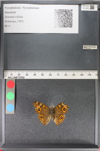 Media type: image;   Entomology 110882